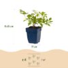 Astilbe (J) Deutschland - Pluimspirea - Schaduw - Wit - 24 Planten