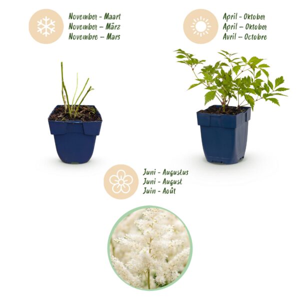 thumbnail_6000-1422.jpg Astilbe (J) Deutschland - Pluimspirea - Schaduw - Wit - 24 Planten