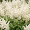 Astilbe (J) Deutschland - Pluimspirea - Schaduw - Wit - 24 Planten