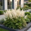 Astilbe (J) Deutschland - Pluimspirea - Schaduw - Wit - 24 Planten