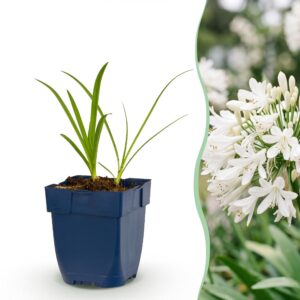 thumbnail_6000-1431.jpg Agapanthus africanus Albus - Afrikaanse Lelie - Bijen en Vlinderlokkers - Wit - 24 Planten