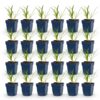Agapanthus africanus Albus - Afrikaanse Lelie - Bijen en Vlinderlokkers - Wit - 24 Planten