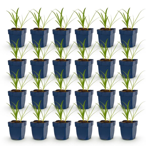 thumbnail_6000-1432.jpg Agapanthus africanus Albus - Afrikaanse Lelie - Bijen en Vlinderlokkers - Wit - 24 Planten