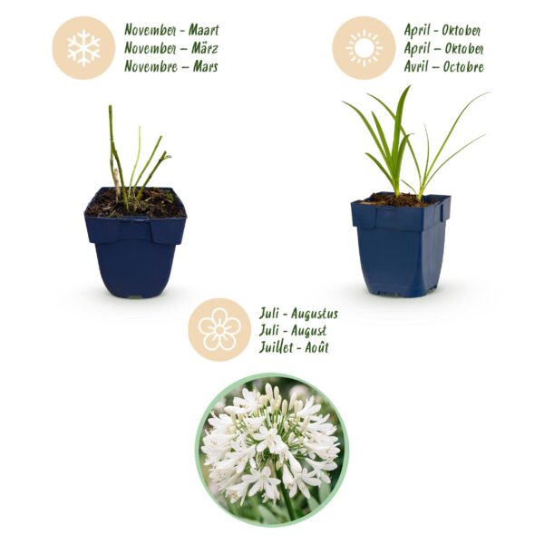 thumbnail_6000-1434.jpg Agapanthus africanus Albus - Afrikaanse Lelie - Bijen en Vlinderlokkers - Wit - 24 Planten