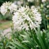 Agapanthus africanus Albus - Afrikaanse Lelie - Bijen en Vlinderlokkers - Wit - 24 Planten