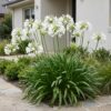 Agapanthus africanus Albus - Afrikaanse Lelie - Bijen en Vlinderlokkers - Wit - 24 Planten