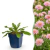 Scabiosa col. Pink Mist - Duifkruid - Bijen en Vlinderlokkers - Roze - 12 Planten