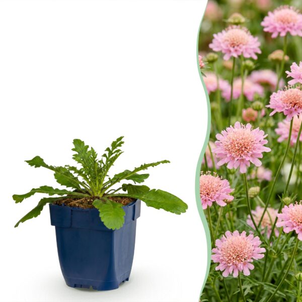 thumbnail_6000-1443.jpg Scabiosa col. Pink Mist - Duifkruid - Bijen en Vlinderlokkers - Roze - 12 Planten