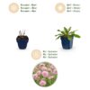 Scabiosa col. Pink Mist - Duifkruid - Bijen en Vlinderlokkers - Roze - 12 Planten