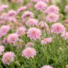Scabiosa col. Pink Mist - Duifkruid - Bijen en Vlinderlokkers - Roze - 12 Planten