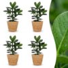 Clusia Princess - Clusia - 4 Planten - met Mand