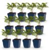 Astilbe Tricolour - Pluimspirea - Schaduw - Paars - Roze - Wit - 12 Planten