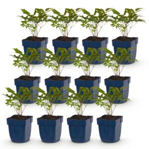 thumbnail_6000-1455.jpg Astilbe Tricolour - Pluimspirea - Schaduw - Paars - Roze - Wit - 12 Planten