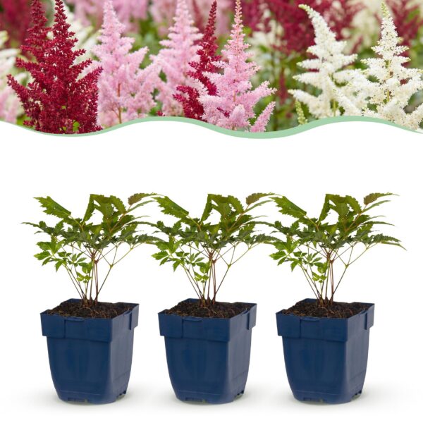 thumbnail_6000-1456.jpg Astilbe Tricolour - Pluimspirea - Schaduw - Paars - Roze - Wit - 12 Planten