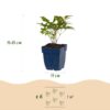 Astilbe Tricolour - Pluimspirea - Schaduw - Paars - Roze - Wit - 12 Planten