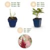 Astilbe Tricolour - Pluimspirea - Schaduw - Paars - Roze - Wit - 12 Planten