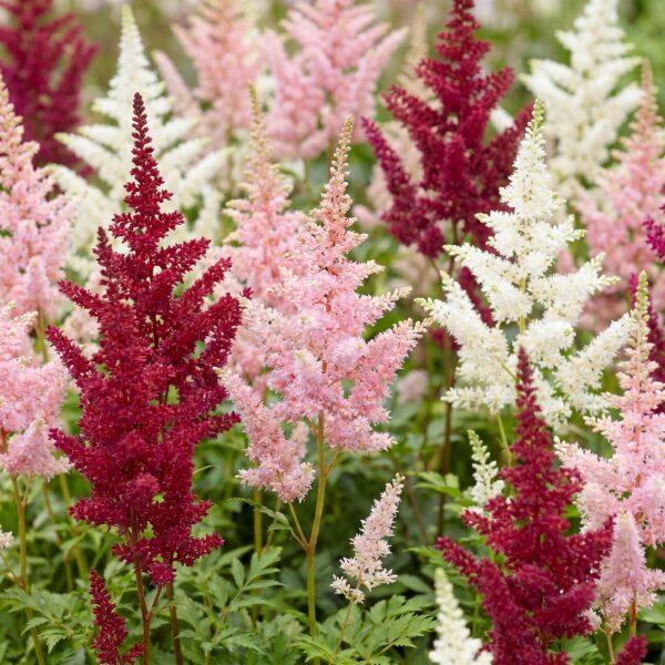 thumbnail_6000-1459.jpg Astilbe Tricolour - Pluimspirea - Schaduw - Paars - Roze - Wit - 12 Planten