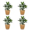 Clusia Princess - Clusia - 4 Planten - met Mand