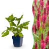 Persicaria amplexicaulis - Duizendknoop - Bijen en Vlinderlokkers - Rood - 12 Planten