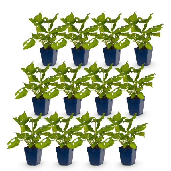 thumbnail_6000-1480.jpg Persicaria amplexicaulis - Duizendknoop - Bijen en Vlinderlokkers - Rood - 12 Planten
