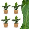 Musa Oriental Dwarf - Dwergbanaan - 4 Planten - met Zeegras Mand