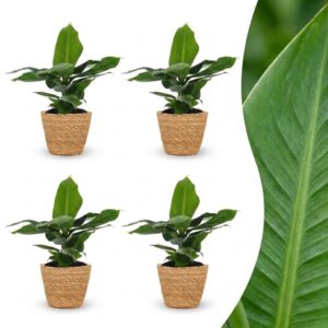 thumbnail_6000-15.jpg Musa Oriental Dwarf - Dwergbanaan - 4 Planten - met Zeegras Mand