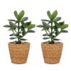 Clusia Princess - Clusia - 2 Planten - met Mand