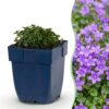 Campanula portenschlagiana - Perzikbladklokje - Bodembedekkend - Roze - 12 Planten