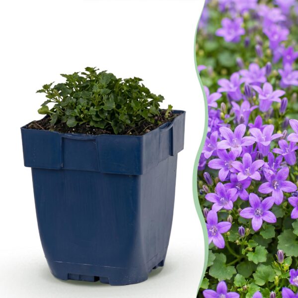 thumbnail_6000-1516.jpg Campanula portenschlagiana - Perzikbladklokje - Bodembedekkend - Roze - 12 Planten