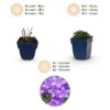 Campanula portenschlagiana - Perzikbladklokje - Bodembedekkend - Roze - 12 Planten