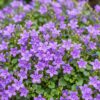 Campanula portenschlagiana - Perzikbladklokje - Bodembedekkend - Roze - 12 Planten