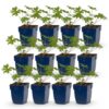 Geranium Johnson's Blue - Ooievaarsbek - Bodembedekkend - Blauw - 12 Planten
