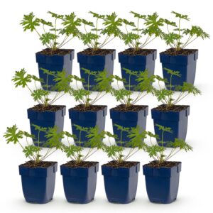 thumbnail_6000-1527.jpg Geranium Johnson's Blue - Ooievaarsbek - Bodembedekkend - Blauw - 12 Planten