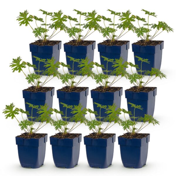 thumbnail_6000-1527.jpg Geranium Johnson's Blue - Ooievaarsbek - Bodembedekkend - Blauw - 12 Planten