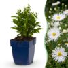 Aster (D) Schneekissen - Zeeaster - Bijen en Vlinderlokkers - Wit - 12 Planten