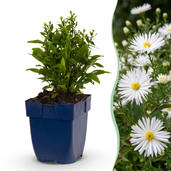 thumbnail_6000-1551.jpg Aster (D) Schneekissen - Zeeaster - Bijen en Vlinderlokkers - Wit - 12 Planten