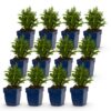 Aster (D) Schneekissen - Zeeaster - Bijen en Vlinderlokkers - Wit - 12 Planten
