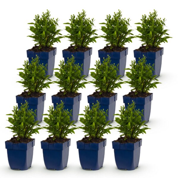 thumbnail_6000-1552.jpg Aster (D) Schneekissen - Zeeaster - Bijen en Vlinderlokkers - Wit - 12 Planten