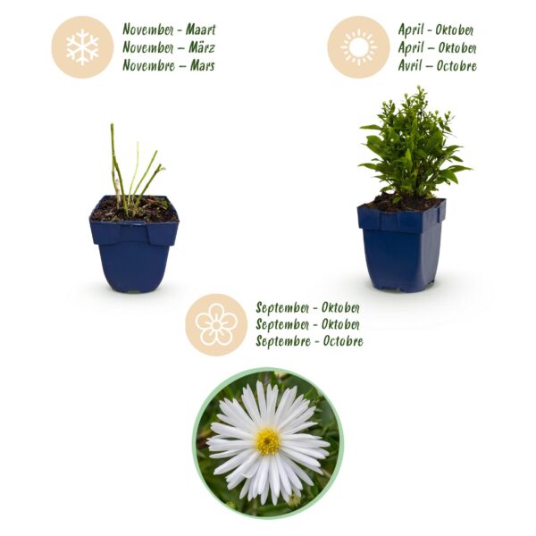 thumbnail_6000-1554.jpg Aster (D) Schneekissen - Zeeaster - Bijen en Vlinderlokkers - Wit - 12 Planten