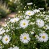 Aster (D) Schneekissen - Zeeaster - Bijen en Vlinderlokkers - Wit - 12 Planten