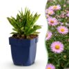 Aster Wood's Pink - Pluimspirea - Bijen en Vlinderlokkers - Roze - 12 Planten