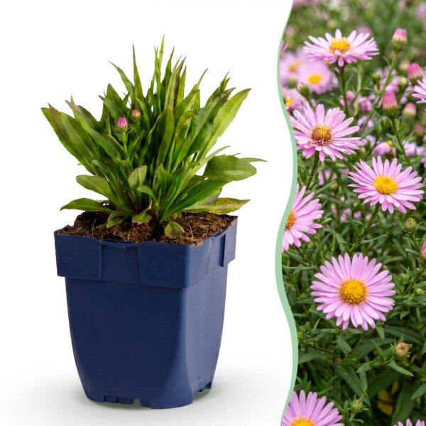 thumbnail_6000-1563.jpg Aster Wood's Pink - Pluimspirea - Bijen en Vlinderlokkers - Roze - 12 Planten
