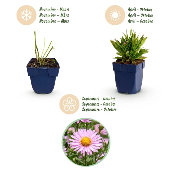 thumbnail_6000-1566.jpg Aster Wood's Pink - Pluimspirea - Bijen en Vlinderlokkers - Roze - 12 Planten