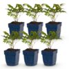 Astilbe Tricolour - Pluimspirea - Schaduw - Paars - Roze - Wit - 6 Planten