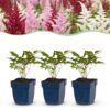 Astilbe Tricolour - Pluimspirea - Schaduw - Paars - Roze - Wit - 6 Planten
