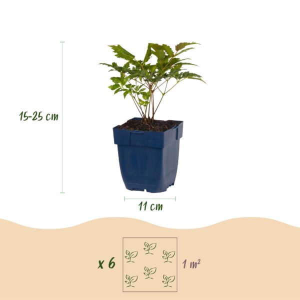 thumbnail_6000-1589.jpg Astilbe Tricolour - Pluimspirea - Schaduw - Paars - Roze - Wit - 6 Planten