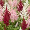 Astilbe Tricolour - Pluimspirea - Schaduw - Paars - Roze - Wit - 6 Planten