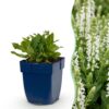 Salvia nem. Schneehügel - Salie - Bijen en Vlinderlokkers - Wit - 6 Planten