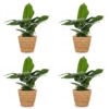 Musa Oriental Dwarf - Dwergbanaan - 4 Planten - met Zeegras Mand