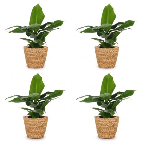 thumbnail_6000-16.jpg Musa Oriental Dwarf - Dwergbanaan - 4 Planten - met Zeegras Mand